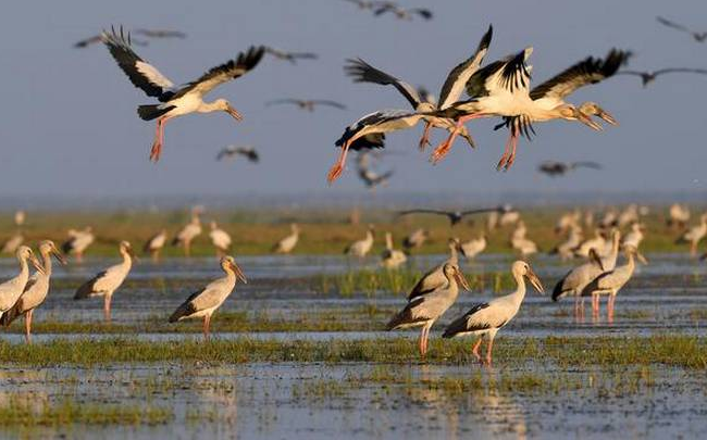 Birds at Mangalajodi